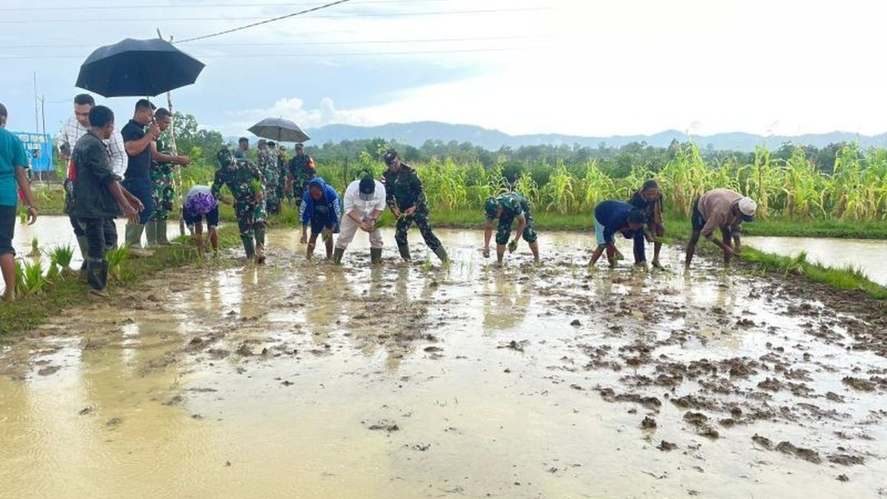 Bank Indonesia NTT dan TNI AD berkolaborasi dalam penanaman padi perdana di Belu, NTT, guna mendukung swasembada pangan nasional dan perekonomian daerah, serta terintegrasi dengan program Makan Bergizi Gratis.