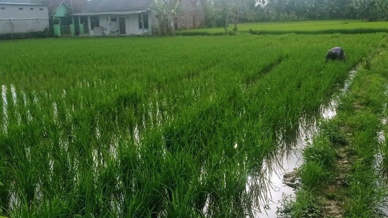 Dinas Pertanian Lebak menargetkan penanaman padi seluas 26 ribu hektare pada Januari-Februari 2025 untuk mendukung swasembada pangan, memanfaatkan curah hujan tinggi dan meningkatkan indeks pertanaman.