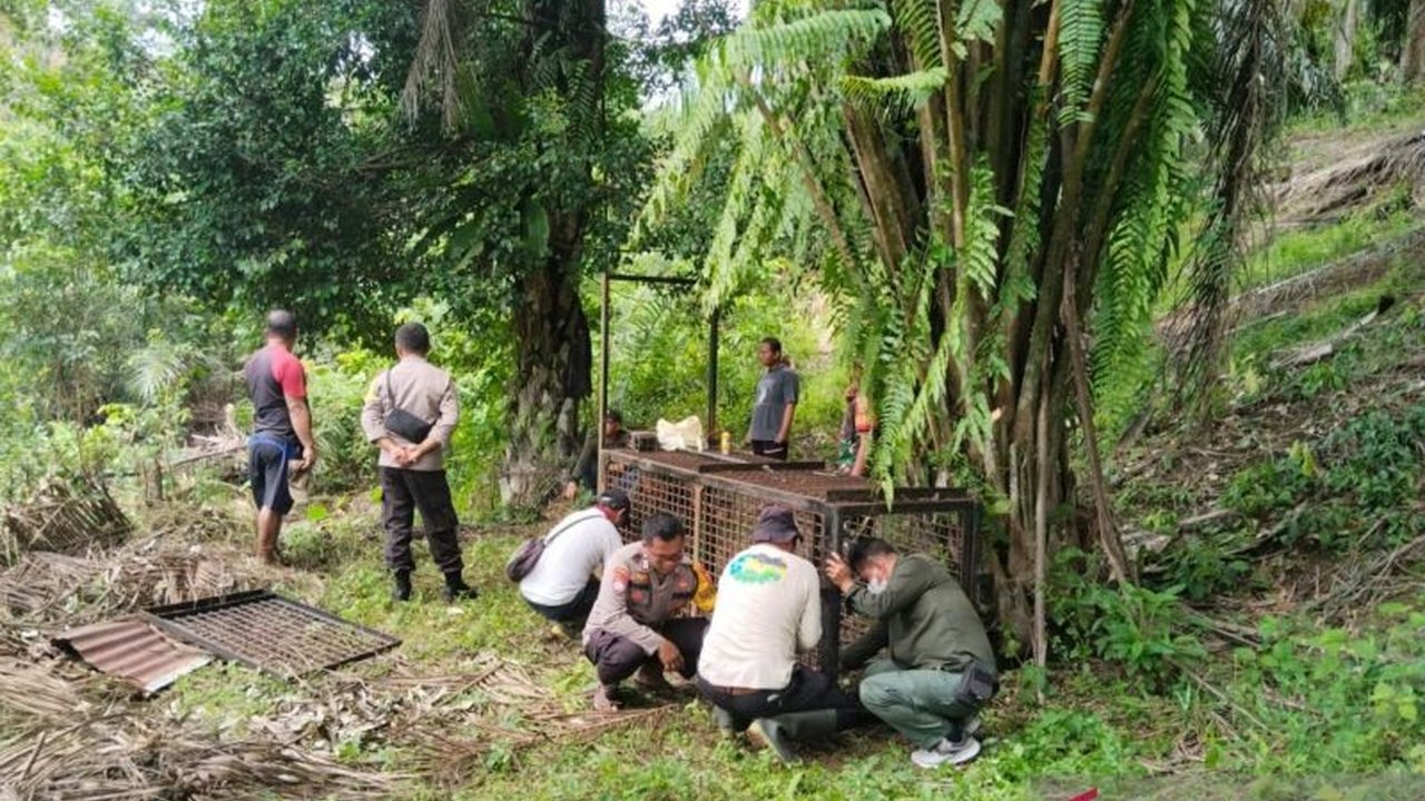 Setelah 21 hari tanpa hasil, Balai Konservasi Sumber Daya Alam (BKSDA) Bengkulu menonaktifkan tiga perangkap harimau di Mukomuko, namun pemantauan dan investigasi terkait serangan harimau yang menewaskan warga dan sapi tetap berlanjut.