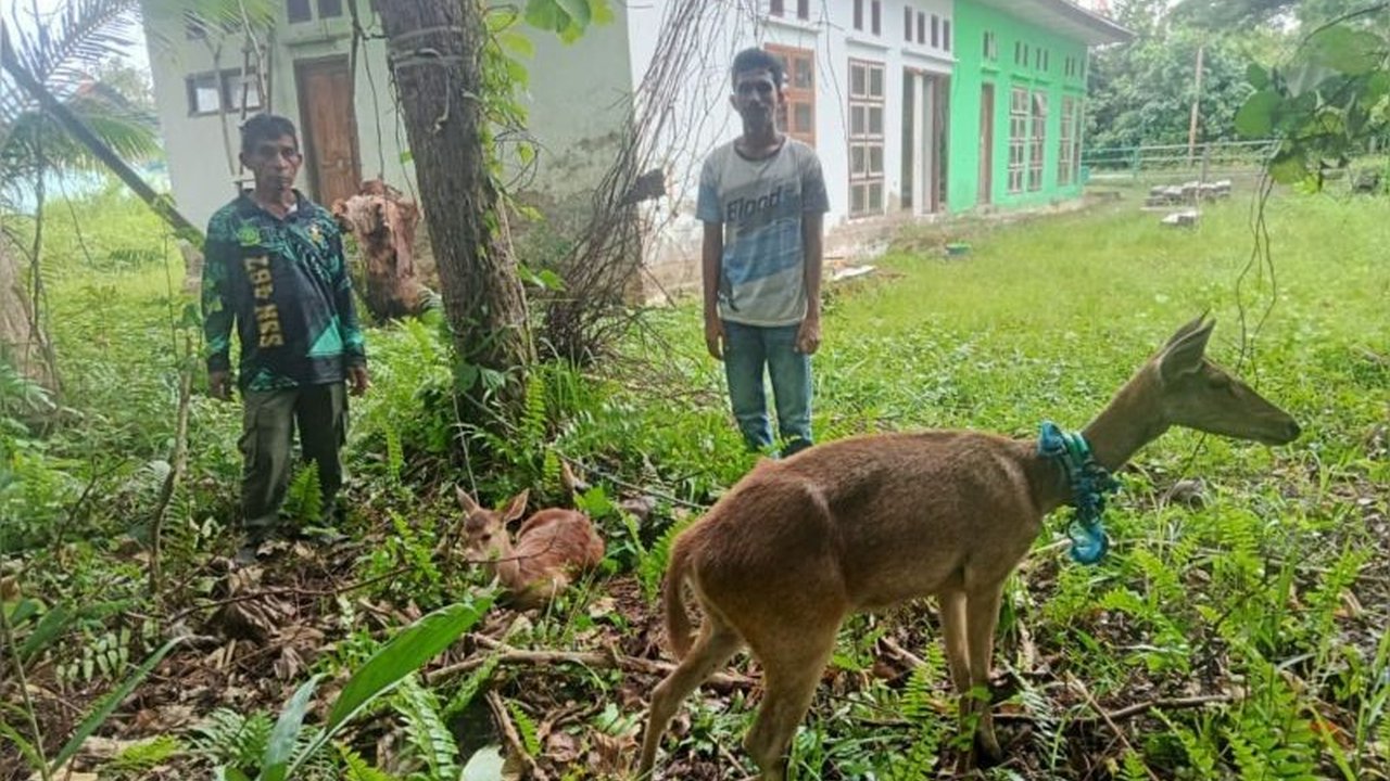 Balai Konservasi Sumber Daya Alam (BKSDA) Maluku berhasil mengamankan dua ekor rusa timor yang dipelihara ilegal di Bula, Kabupaten Seram Bagian Timur, setelah menerima laporan dari masyarakat dan melakukan pendekatan persuasif kepada pemiliknya.