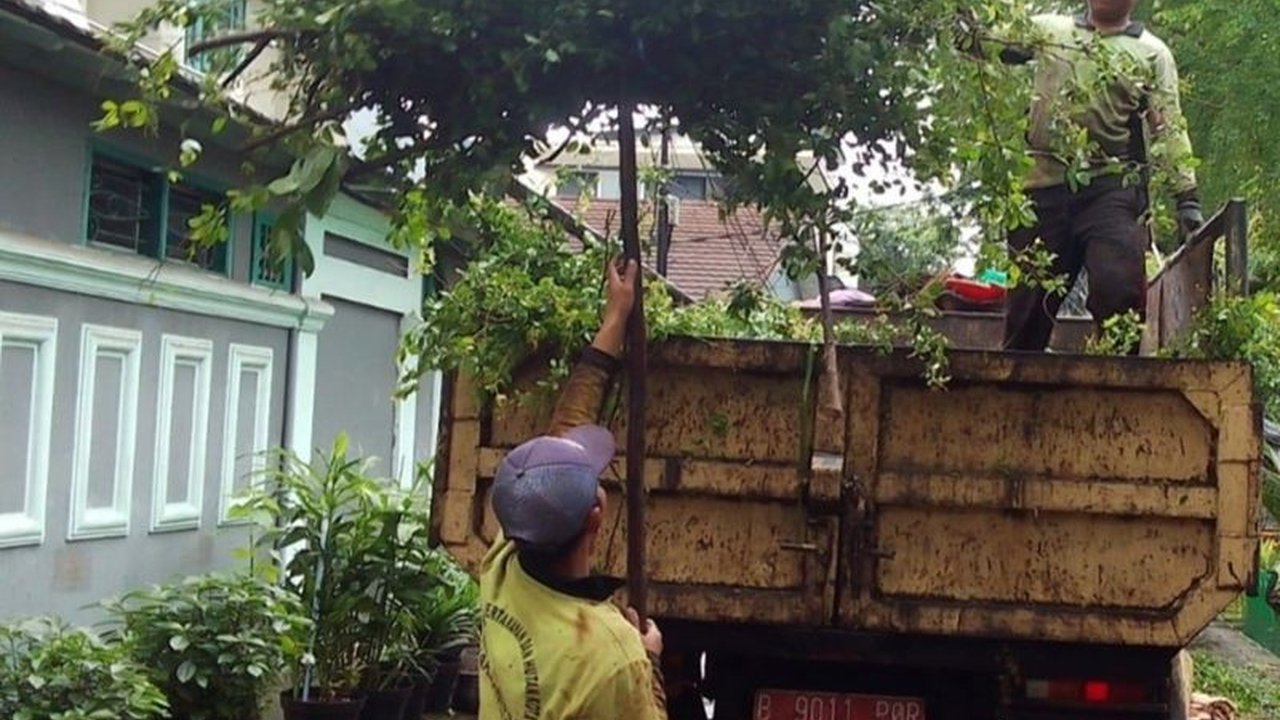 Hujan deras disertai angin kencang pada Selasa malam (28/1) menyebabkan sejumlah pohon tumbang di Jakarta Barat, petugas Sudin Tamhut Jakbar langsung kerahkan dua tim untuk evakuasi.