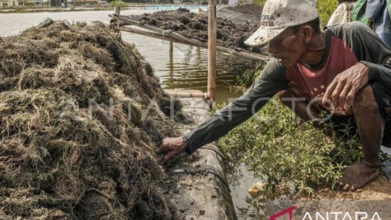 Potensi budi daya perikanan di Maluku mencapai 158.482 hektare, namun baru 5,37 persennya yang dimanfaatkan, sehingga peluang pengembangan sektor ini masih sangat besar, terutama budi daya rumput laut.
