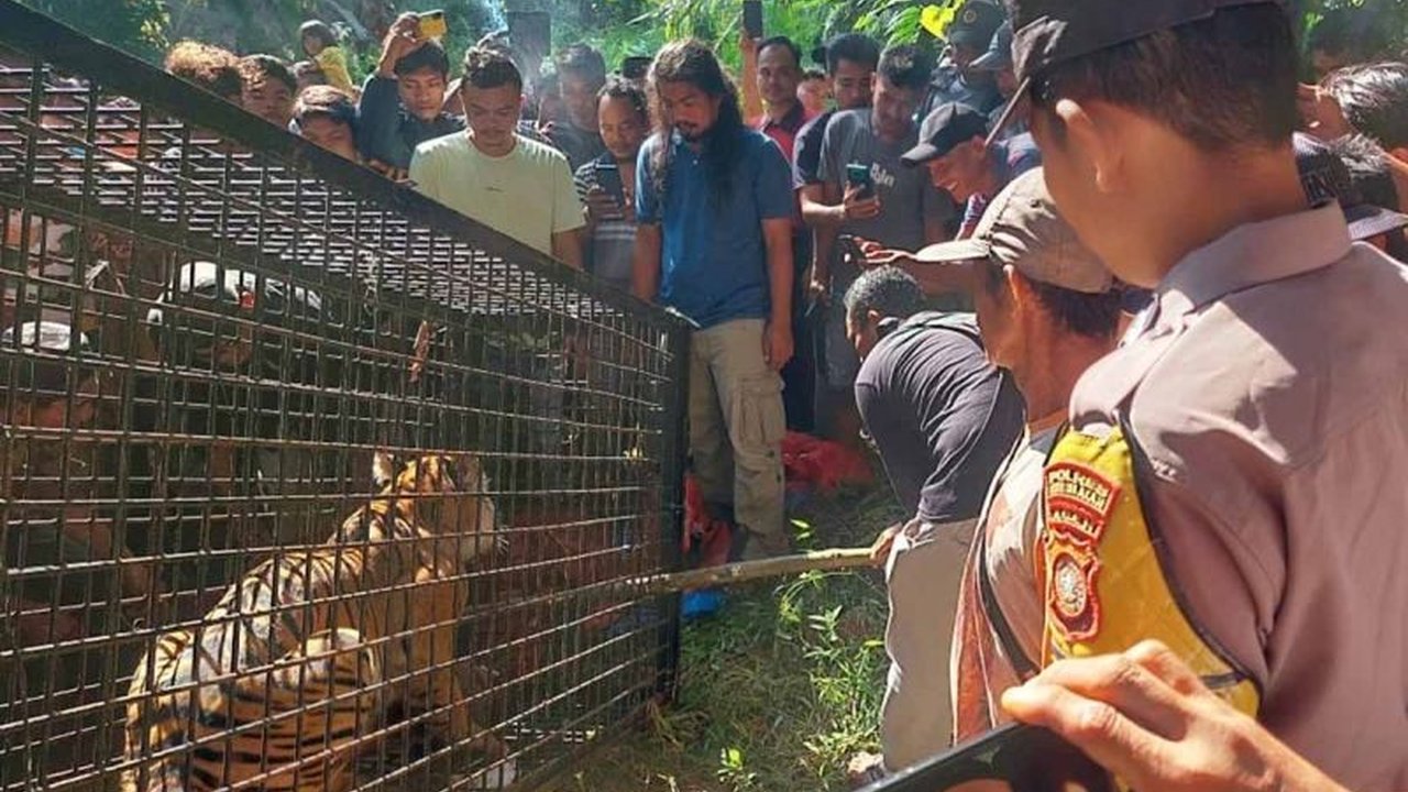 Dua serangan harimau di Aceh Timur memakan korban dua ekor sapi milik warga; BKSDA Aceh telah memasang perangkap dan mengimbau warga mengandangkan ternak mereka.