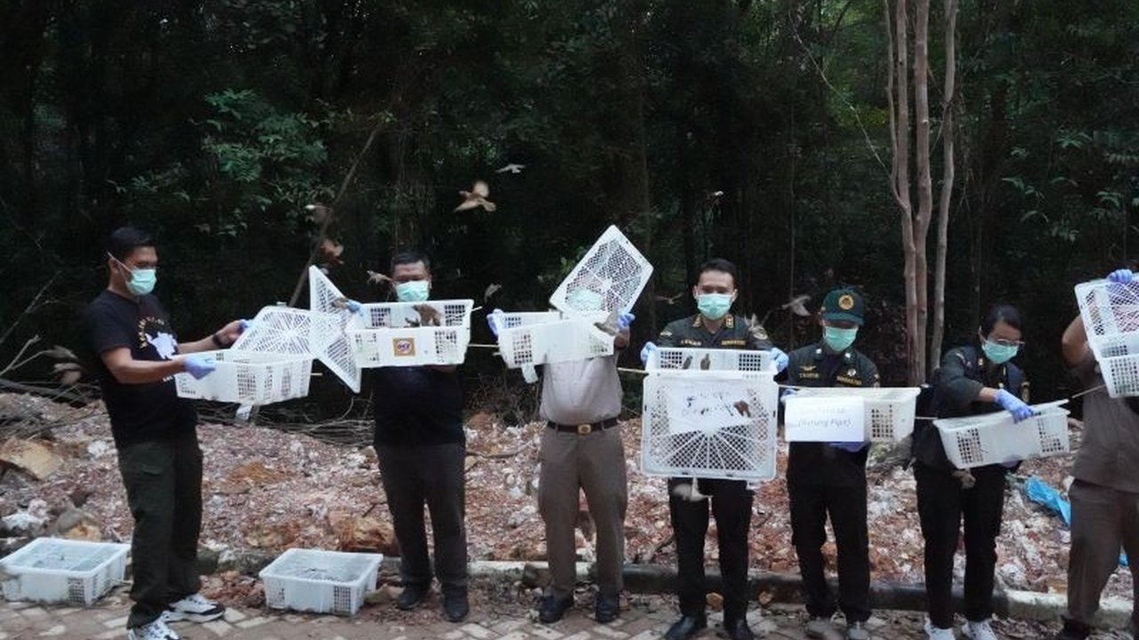 Karantina Kepri melepasliarkan 1.200 burung pipit di Taman Wisata Alam Muka Kuning, Batam, setelah burung-burung tersebut ditemukan tanpa sertifikat kesehatan dan dinyatakan negatif Flu Burung.
