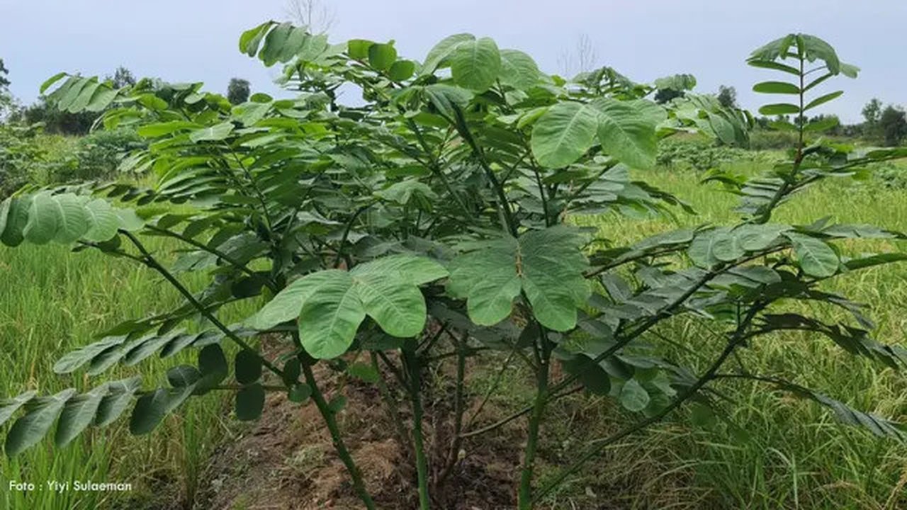Daun Gelinggang (Foto: Kementerian Pertanian)