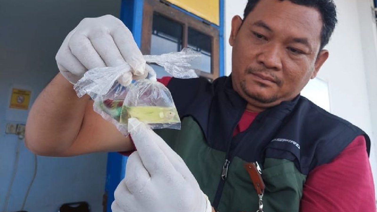 Karantina Papua Selatan menyatakan 820 ekor ikan hias dari Jawa Timur telah lolos pemeriksaan dan aman diperjualbelikan di Merauke setelah dinyatakan sehat dan bebas penyakit.