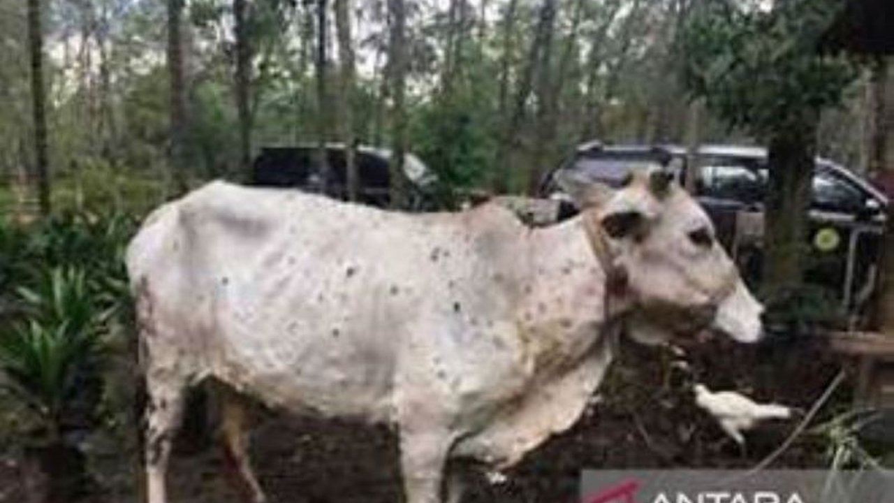 60 Kasus PMK Serang Ternak di Riau, Vaksinasi Ditingkatkan