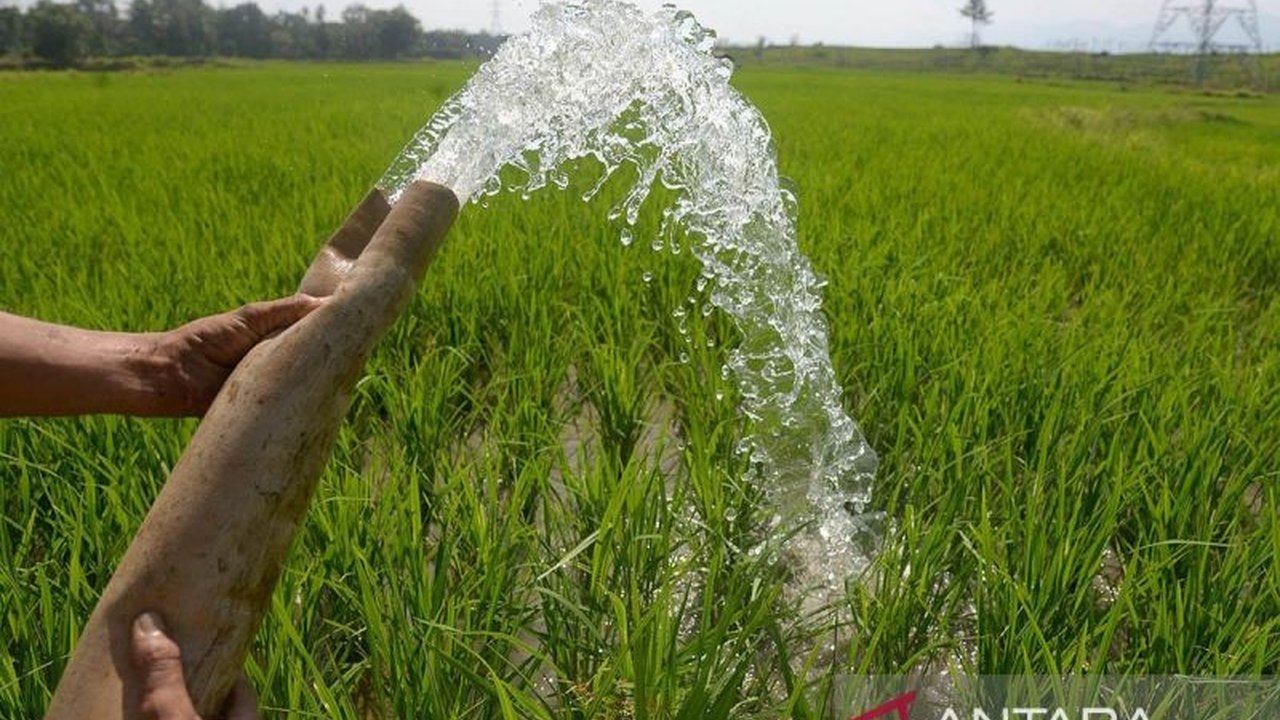 Aceh Timur Tanam Padi Gogo di 806 Hektare untuk Ketahanan Pangan