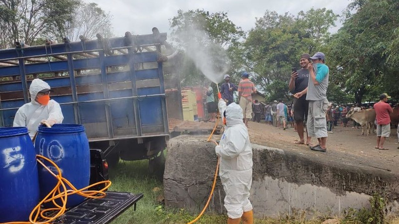 Dinas Peternakan dan Kesehatan Hewan Jawa Tengah melaporkan penurunan kasus PMK, dengan peningkatan jumlah ternak sembuh dan vaksinasi sebagai faktor kunci keberhasilan.