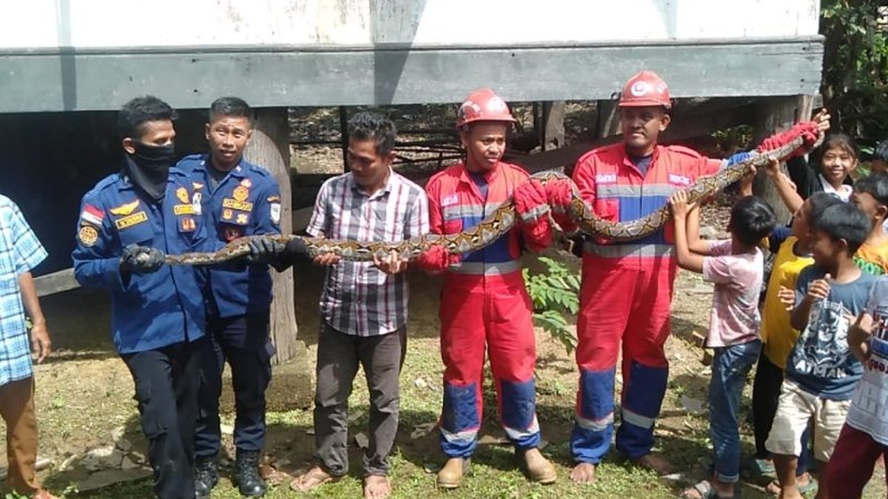 Petugas Damkar Kota Jambi berhasil mengevakuasi ular piton sepanjang empat meter dari rumah warga di Kelurahan Arab Melayu, menambah catatan tiga evakuasi ular dalam sepekan terakhir.