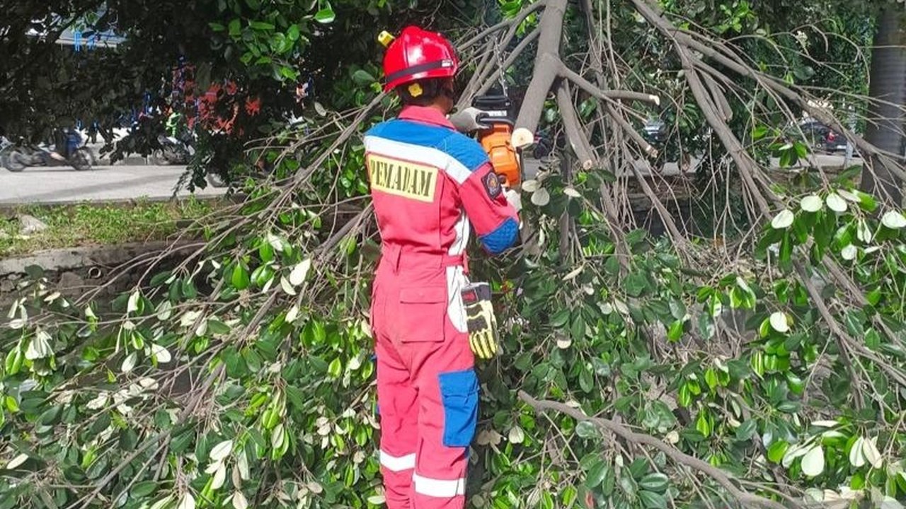 Petugas gabungan dari BPBD, Damkar, dan Sudin Tamhut DKI Jakarta berhasil mengevakuasi pohon tumbang di Jalan Palem Lestari, Cengkareng, tanpa korban jiwa.