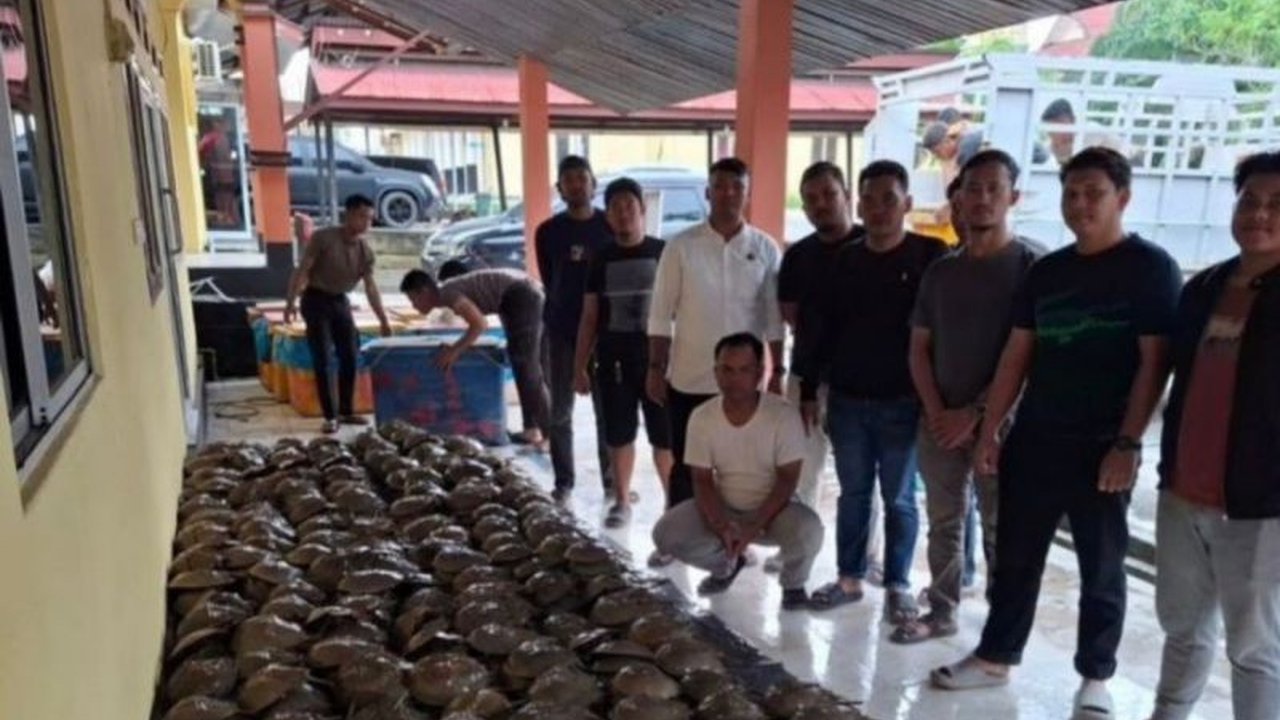 Polres Rohil mengamankan 1.449 ekor belangkas yang akan diperjualbelikan dan menangkap satu tersangka, mengungkap dugaan jaringan perdagangan ilegal satwa dilindungi di Panipahan, Riau.
