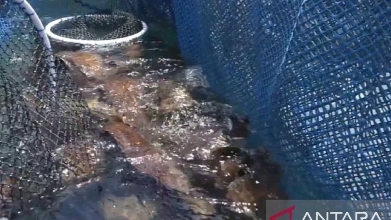 Ekspor Kerapu Maluku Tembus 65 Ton ke Hong Kong, Dorong Perekonomian Lokal