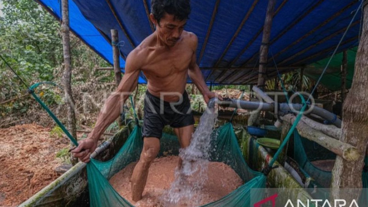 Maluku memiliki potensi lahan sagu seluas 36.462 hektare, terbesar ketiga di Indonesia setelah Riau dan Papua Tengah, yang dapat dioptimalkan untuk meningkatkan ketahanan pangan nasional.