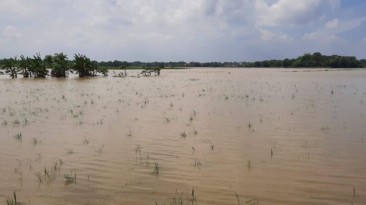 Banjir yang melanda Kabupaten Tangerang sejak 28 Januari 2024 telah merusak 40 hektare lahan pertanian, 10 hektare diantaranya mengalami gagal panen, sementara sisanya berhasil diselamatkan.