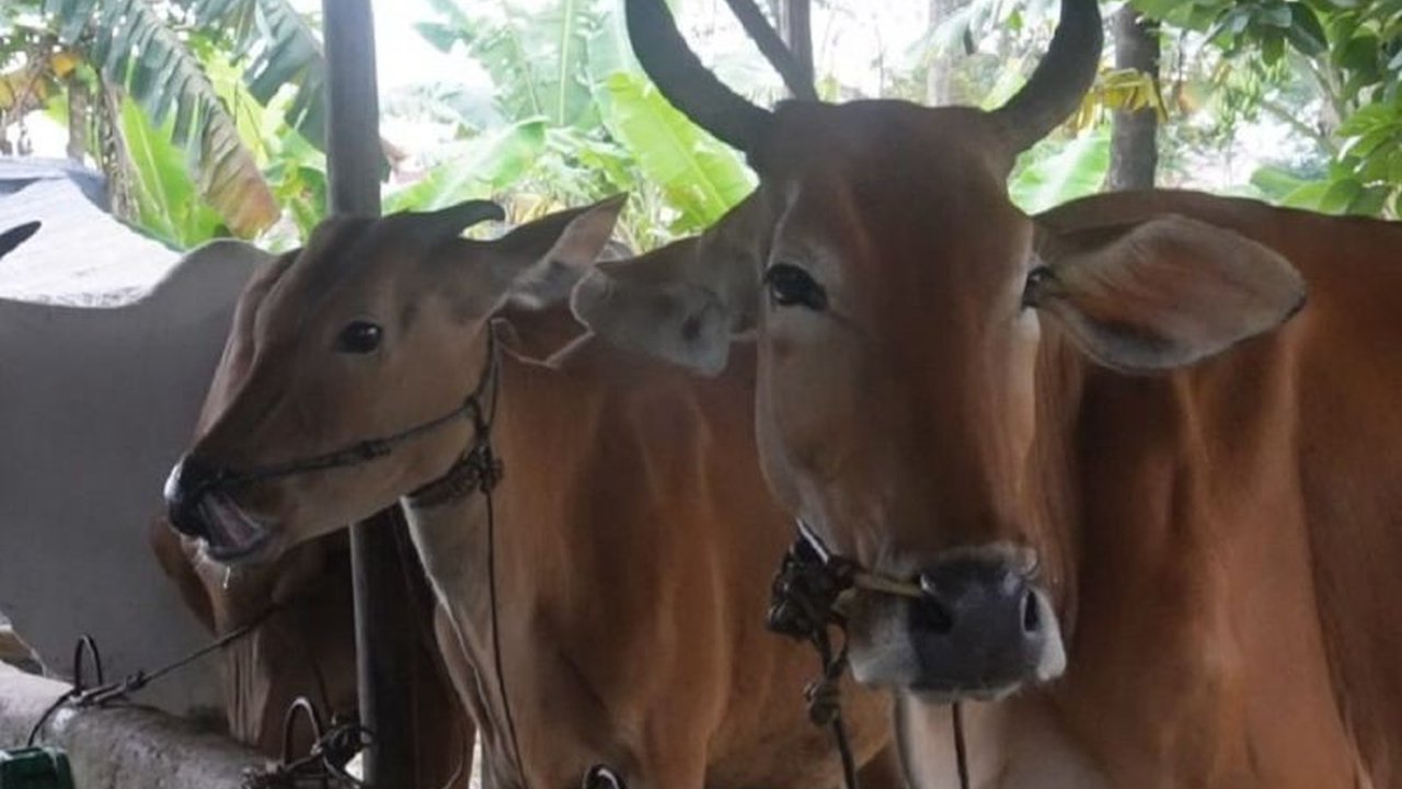 Sebanyak 109 sapi di Bangka Belitung dinyatakan sembuh dari Penyakit Mulut dan Kuku (PMK), sementara empat sapi lainnya masih dalam proses penyembuhan, menurut Dinas Pertanian setempat.