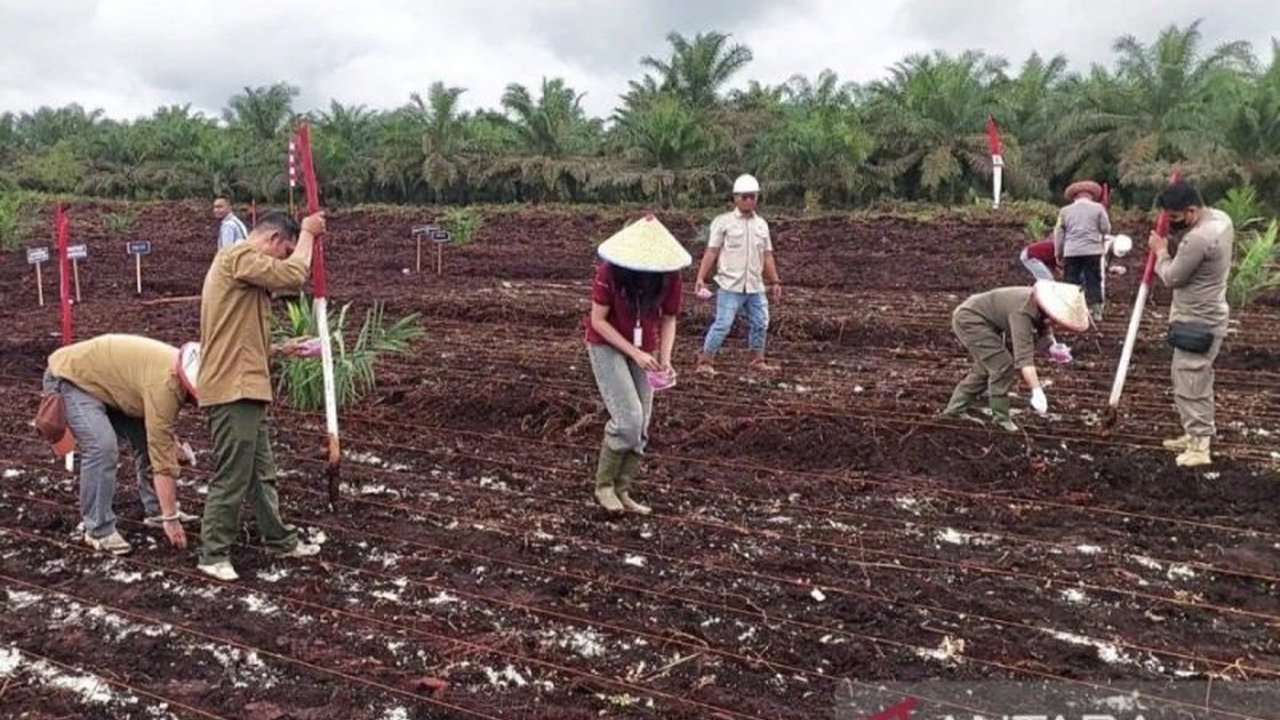 Panen Jagung Kotim Meningkat: Produksi dan Produktivitas Naik di 2023