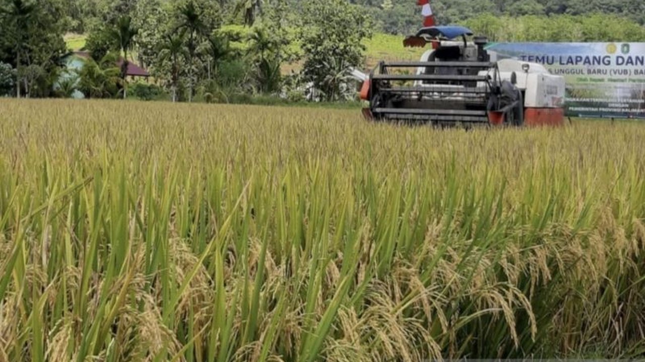 Guru Besar Pertanian Untan menilai perluasan lahan tanam, bukan peningkatan produktivitas, jadi solusi utama swasembada padi di Kalimantan Barat, mengingat kendala geografis dan rendahnya produktivitas.