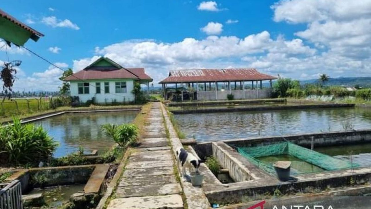 Dinas Pertanian dan Perikanan Rejang Lebong berupaya optimalkan empat Balai Benih Ikan (BBI) melalui perbaikan infrastruktur, penambahan SDM, dan kerjasama dengan pihak ketiga untuk meningkatkan produksi perikanan darat dan PAD.