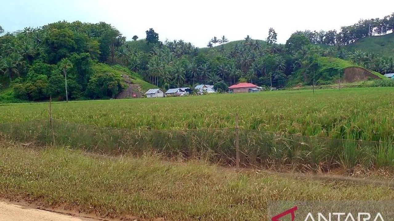 Tokoh masyarakat Gorontalo Utara, Yamin Rajawali, mendorong edukasi pertanian ramah lingkungan untuk mencegah kerusakan lingkungan akibat praktik pertanian konvensional yang menyebabkan erosi dan sedimentasi.