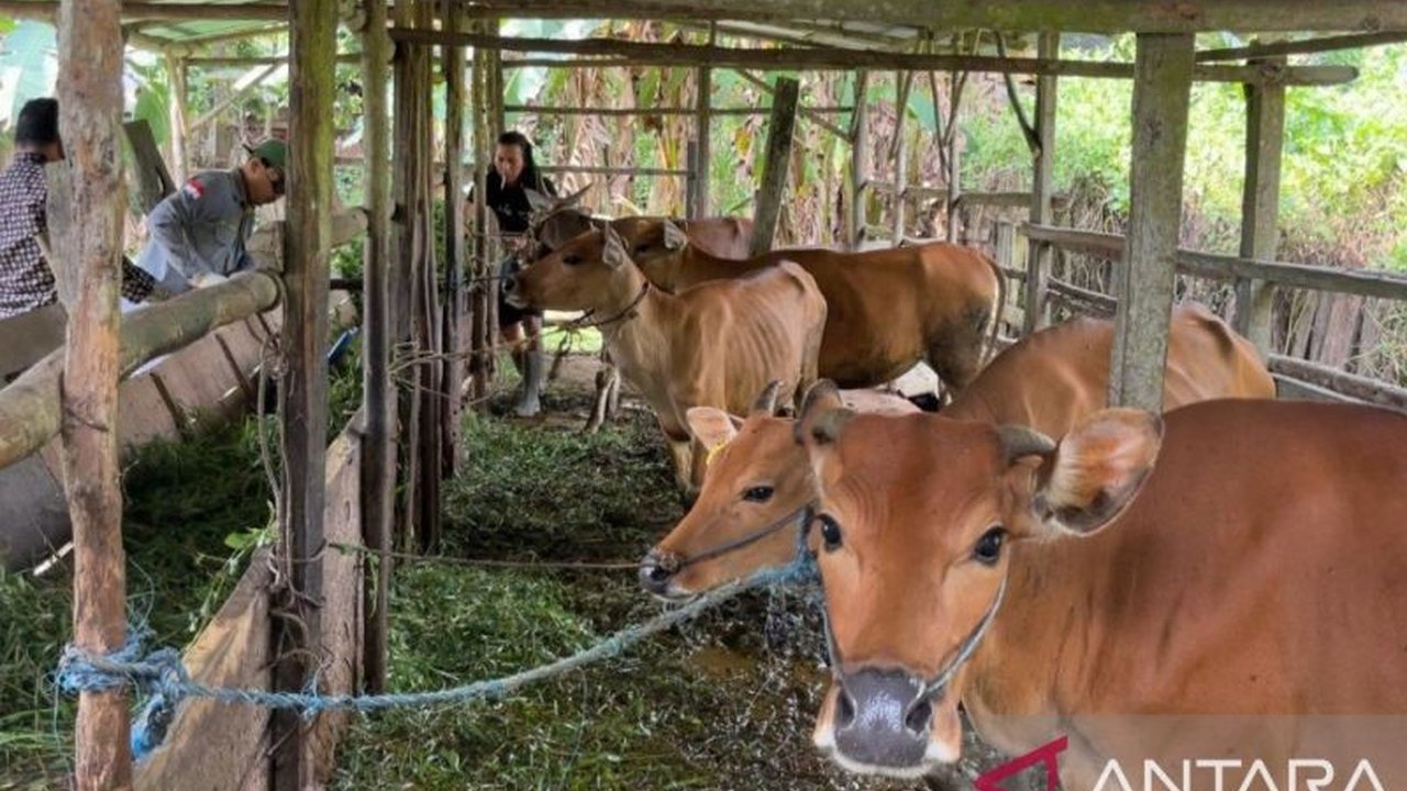 Provinsi Jambi menerima 2.700 dosis vaksin PMK tahap pertama dari total 17.400 dosis untuk mencegah penyakit mulut dan kuku pada hewan ternak di 11 kabupaten/kota, dengan upaya tambahan menjaga kebersihan kandang dan pemberian vitamin.