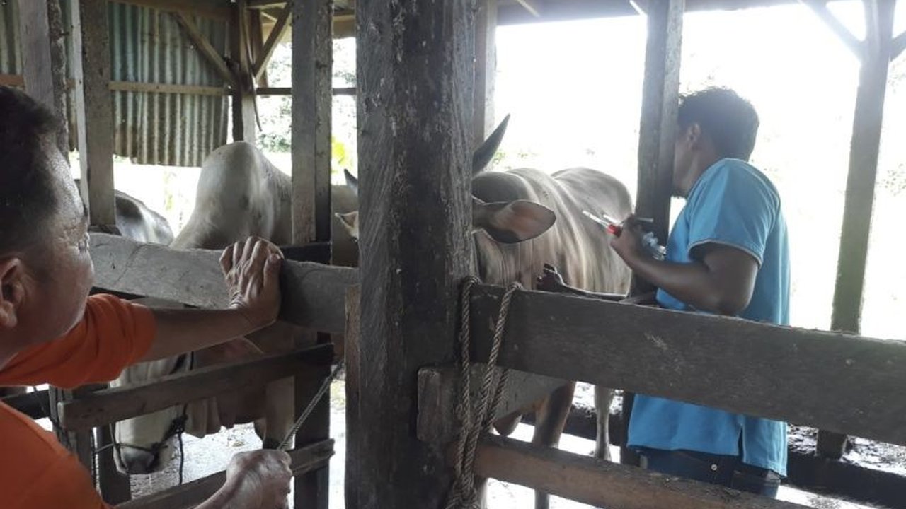 Pemerintah Kota Pariaman telah memberikan 100 dosis vaksin PMK kepada ternak di empat kecamatan untuk mencegah penyebaran penyakit mulut dan kuku, meskipun masih banyak ternak yang belum divaksinasi.