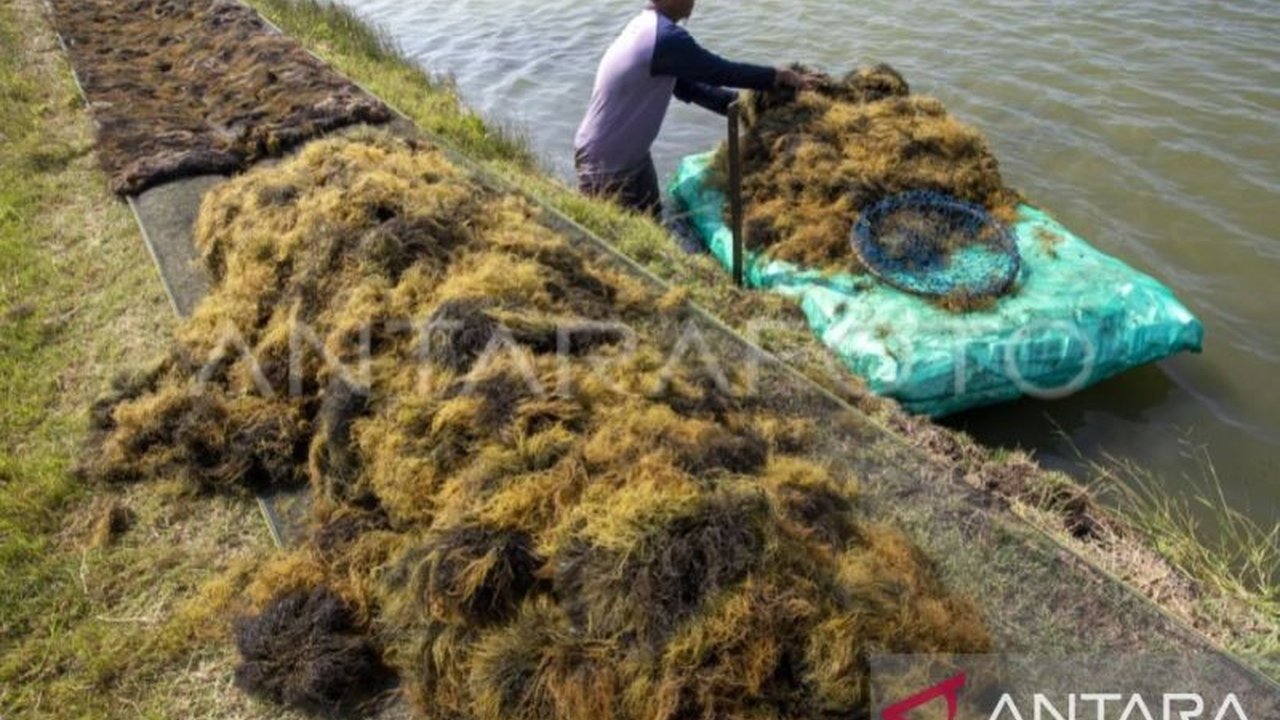 Prof. Alex Retraubun dari Unpatti menjelaskan potensi pengembangan industri rumput laut di Maluku Tenggara untuk meningkatkan perekonomian daerah melalui hilirisasi dan pengolahan produk.