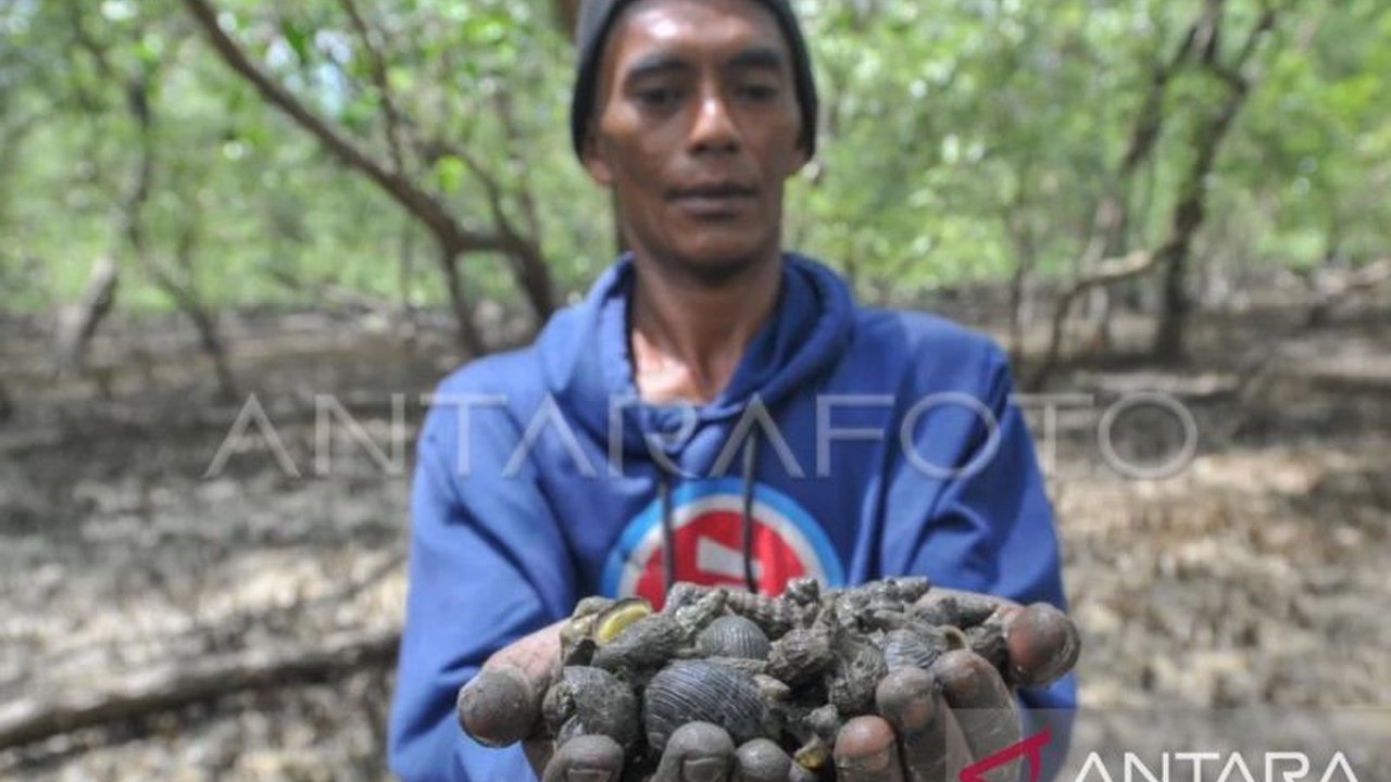 Guru Besar Unpatti, Prof. Semuel Tuhumury, mendorong hilirisasi siput lola di Maluku untuk meningkatkan nilai ekonomi dan mengatasi penurunan populasi akibat perburuan.