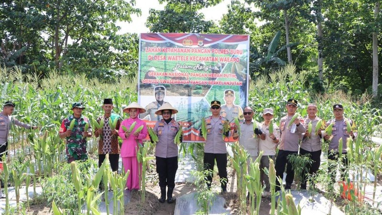 Polres Buru, Maluku, panen jagung 2 hektare di Desa Waitele sebagai bentuk dukungan terhadap ketahanan pangan nasional dan peningkatan ekonomi petani setempat, dengan target perluasan hingga 100 hektare di tahun 2025.