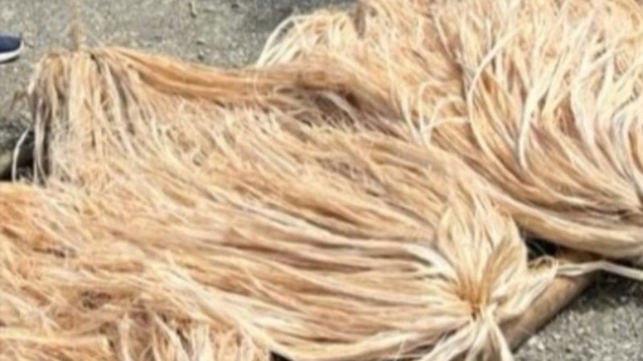 Pemerintah Provinsi Maluku aktif membimbing PT Spice Island Maluku di SBB untuk mengekspor serat pisang abaka, bahan baku uang kertas dolar AS, dengan target peningkatan kualitas dan ekspor langsung dari Maluku.