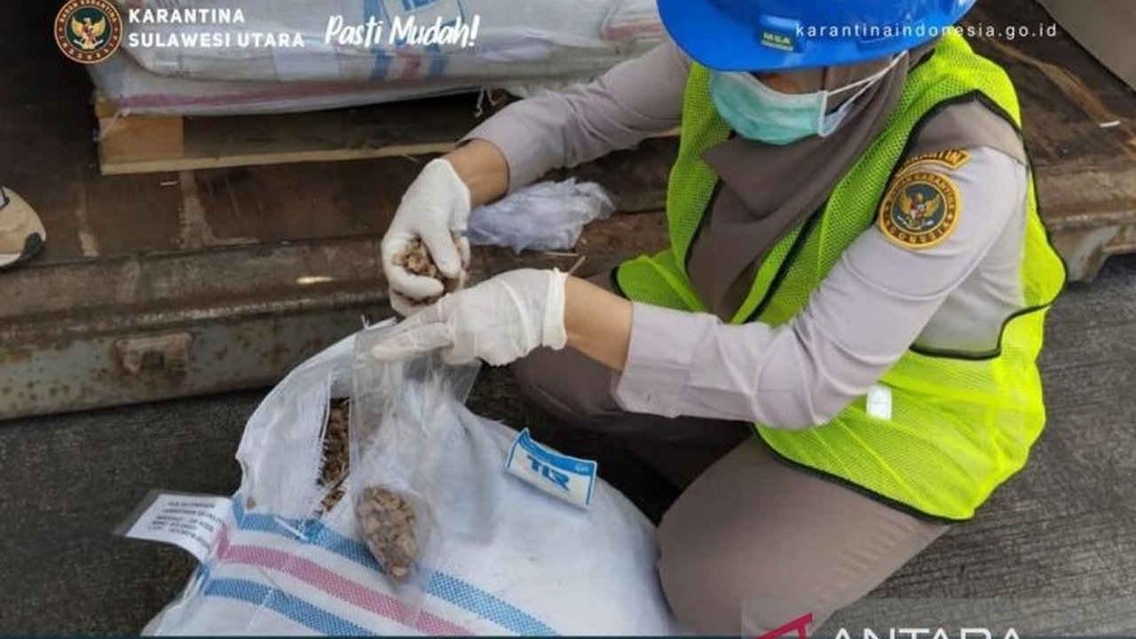 Balai Karantina Hewan Ikan dan Tumbuhan Sulawesi Utara (Sulut) meningkatkan pengawasan ekspor pala biji untuk memastikan kualitas dan memenuhi standar internasional, menjaga daya saing, serta melindungi reputasi produk Sulut di pasar global.