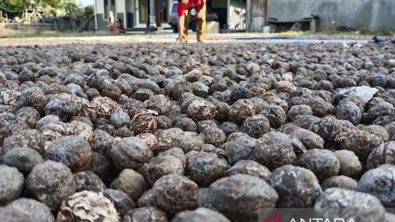 Produksi kakao Aceh Timur di tahun 2024 mencapai 6.450 ton, menurun dari tahun sebelumnya dan petani beralih ke tanaman sawit, meskipun Aceh Timur dulunya dikenal sebagai sentra kakao.