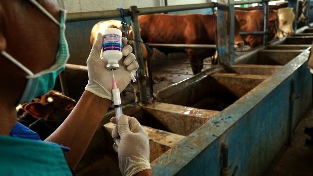 Tulungagung Usul Tambah 50 Ribu Dosis Vaksin PMK Cegah Penyebaran