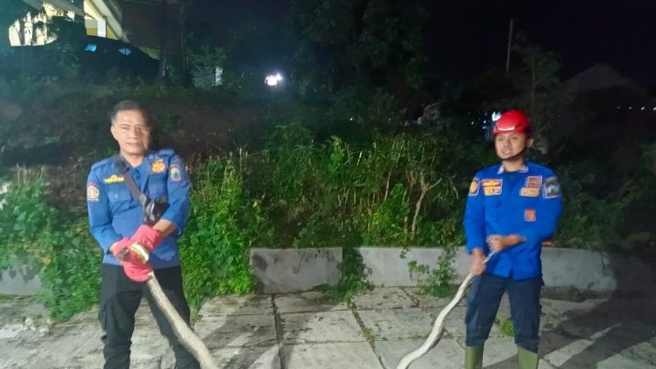 Petugas Damkar Lampung Selatan berhasil mengevakuasi ular sanca sepanjang tiga meter yang telah memangsa kucing peliharaan warga di perumahan Ragom Mufakat, Kalianda, pada Jumat, 31 Januari 2024.