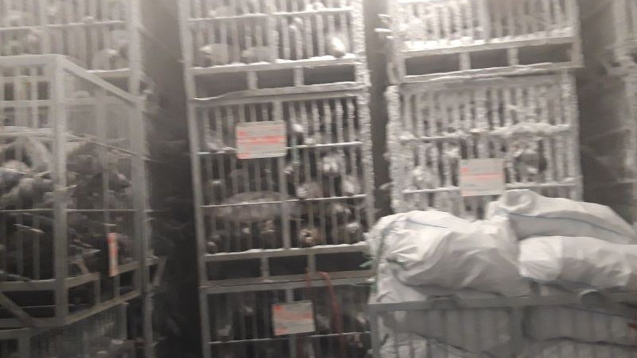 Ekspor Tuna Loin Maluku Utara Tembus Vietnam: 26,4 Ton!