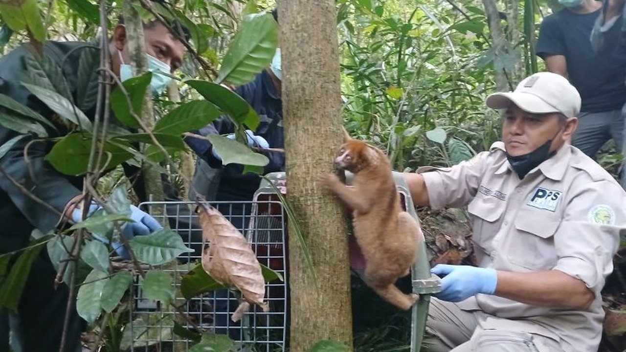 PT Timah bersama Alobi melepasliarkan dua kukang Bangka di Tahura Bangka Barat pada Hari Primata, sebagai wujud komitmen perusahaan terhadap konservasi satwa endemik dan lingkungan di Kepulauan Bangka Belitung.