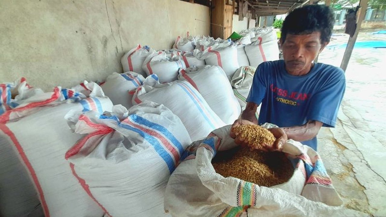 Ancaman Curah Hujan Tinggi Terhadap Kualitas Beras Gorontalo