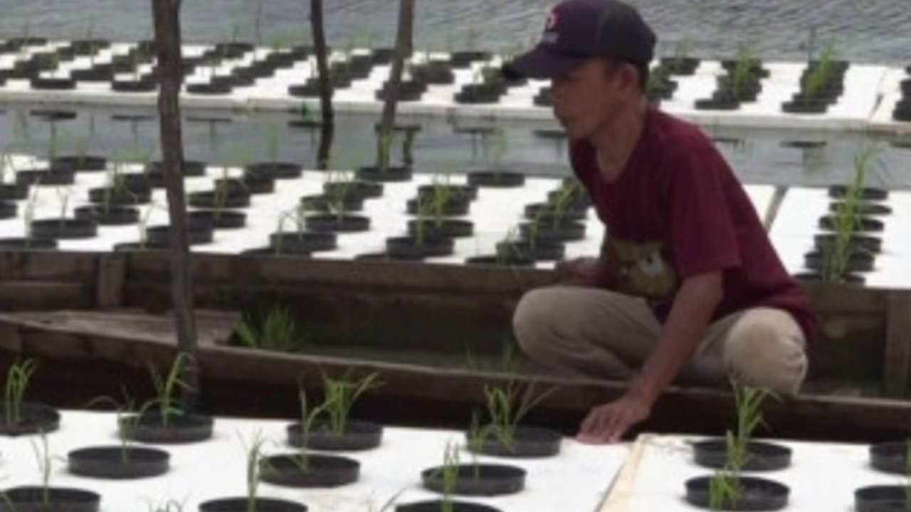 Petani Desa Ampukung, Tabalong, Kalimantan Selatan sukses membudidayakan padi apung di lahan rawa seluas ratusan hektar, meningkatkan ketahanan pangan dan berpotensi menjadi destinasi ekowisata.