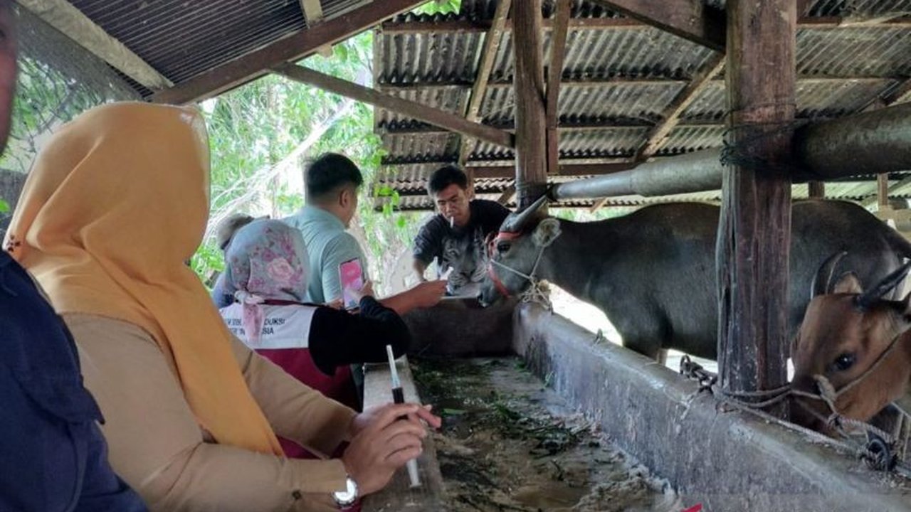 Balai Veteriner Lampung mengambil 50 sampel darah ternak di Mukomuko, Bengkulu, untuk memastikan status penyakit mulut dan kuku (PMK), sementara pemerintah daerah mengusulkan vaksin untuk mencegah penyebaran lebih lanjut.