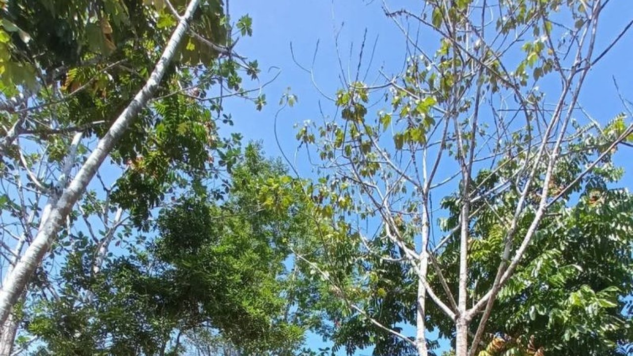 Alex Waisimon, mantan pekerja NGO di Korea Selatan, kembali ke kampung halamannya di Jayapura dan membangun ekowisata Isyo Hills, menggabungkan pelestarian hutan adat dengan pemberdayaan masyarakat lokal.