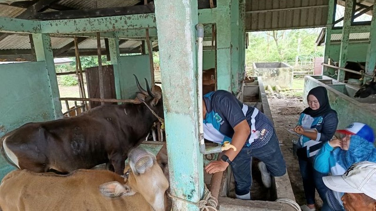 Dokter hewan di Belitung menjelaskan pentingnya vaksinasi sapi untuk mencegah Penyakit Mulut dan Kuku (PMK), menekankan efektivitas vaksin dalam meningkatkan imunitas dan mengurangi risiko kerugian ekonomi, serta menjelaskan cara pencegahan lainnya.