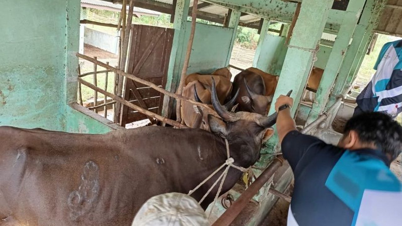Dinas Ketahanan Pangan dan Pertanian Belitung telah memvaksinasi 502 sapi untuk mencegah penyebaran Penyakit Mulut dan Kuku (PMK), mengingat kasus PMK di Indonesia belum sepenuhnya hilang dan Belitung sendiri sempat melaporkan 10 kasus pada tahun 2023.