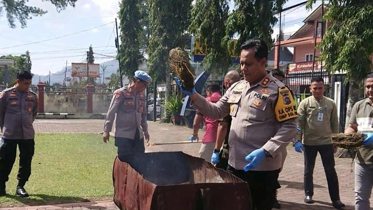 Polres Pasaman memusnahkan barang bukti ganja seberat 8,6 kg hasil penangkapan dua tersangka di Pasaman, Sumatera Barat, pada 17 Januari 2025,  menunjukkan komitmen dalam memberantas peredaran narkotika.