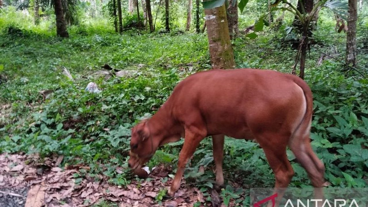 Populasi sapi di Pariaman mengalami penurunan menjadi 2.608 ekor di tahun 2024 akibat faktor ekonomi, namun pemerintah setempat berupaya meningkatkan populasi melalui berbagai program.