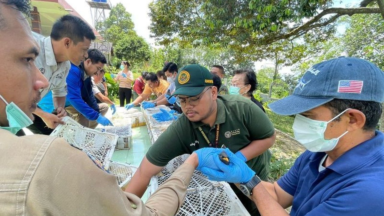 Badan Karantina Banten menggagalkan penyelundupan 700 ekor burung berbagai jenis di Pelabuhan Merak yang hendak dibawa ke Jakarta dari Sumatera tanpa dokumen resmi, dan kini burung-burung tersebut telah dilepasliarkan.
