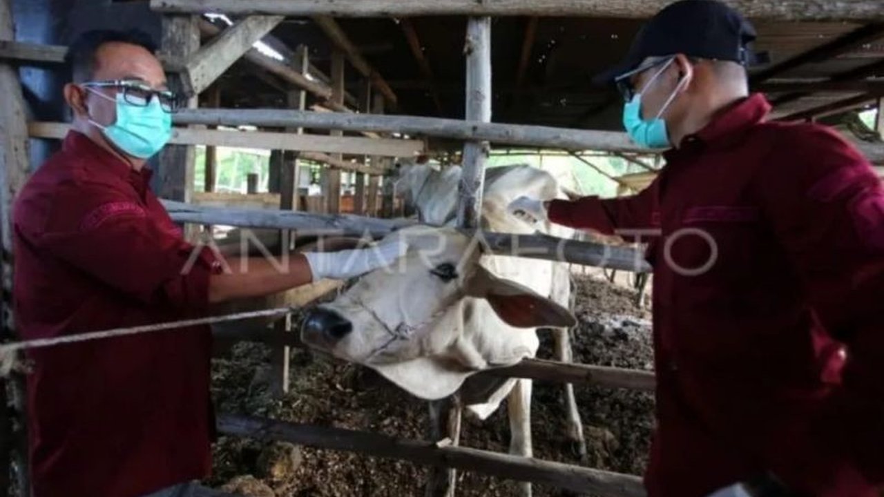 Dinas Peternakan Aceh melaporkan hanya tersisa 31 kasus PMK dari total 2.684 kasus, dengan sebagian besar ternak sudah dinyatakan sembuh berkat upaya pengobatan dan biosecurity yang intensif serta vaksinasi.