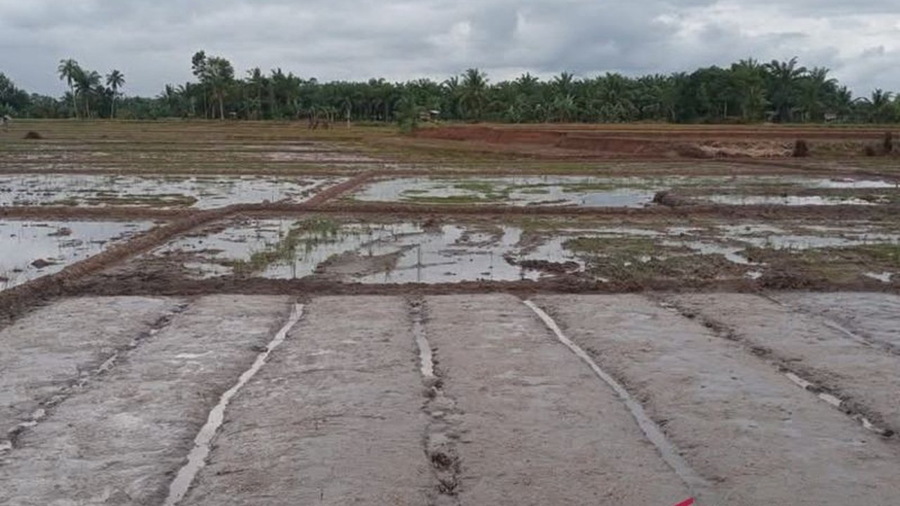 Bulog Bengkulu akan menyerap 300 ton gabah dari petani Mukomuko untuk menstabilkan harga gabah yang saat ini berada di bawah Harga Pembelian Pemerintah (HPP).