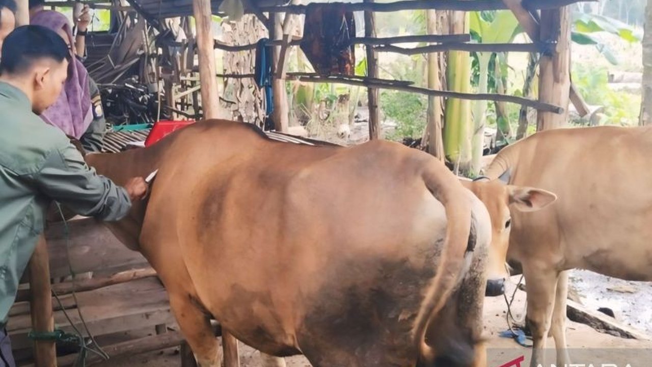 Dinas Pertanian OKU telah memvaksinasi 250 hewan ternak untuk mencegah penyebaran Penyakit Mulut dan Kuku (PMK) di Kabupaten OKU, Sumatera Selatan, meskipun belum ada kasus PMK di daerah tersebut.