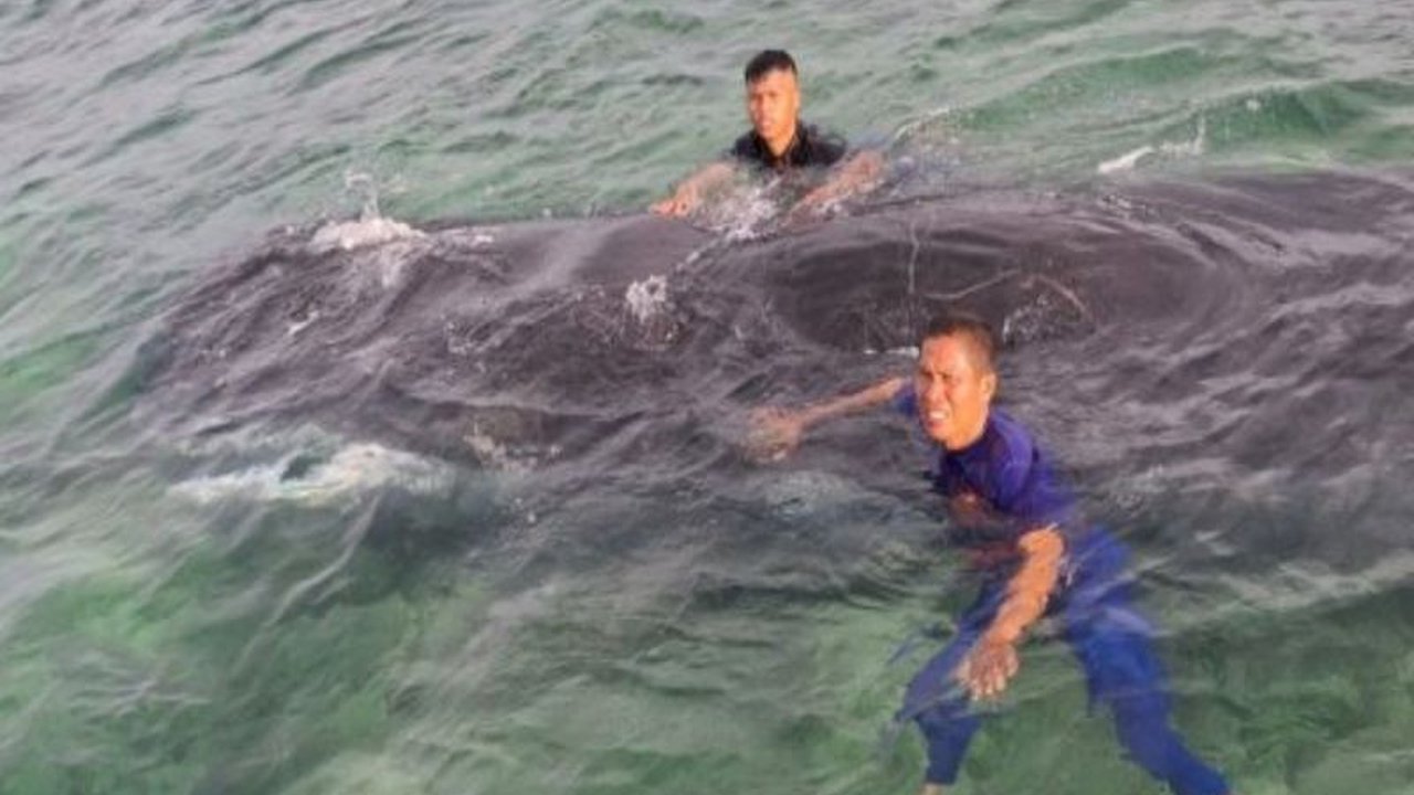 Dinas Kelautan dan Perikanan Sulbar mengambil langkah mitigasi pasca-penemuan paus terdampar di Mamuju, berupa peningkatan pengawasan, pengurangan polusi laut, dan edukasi masyarakat untuk mencegah kejadian serupa.