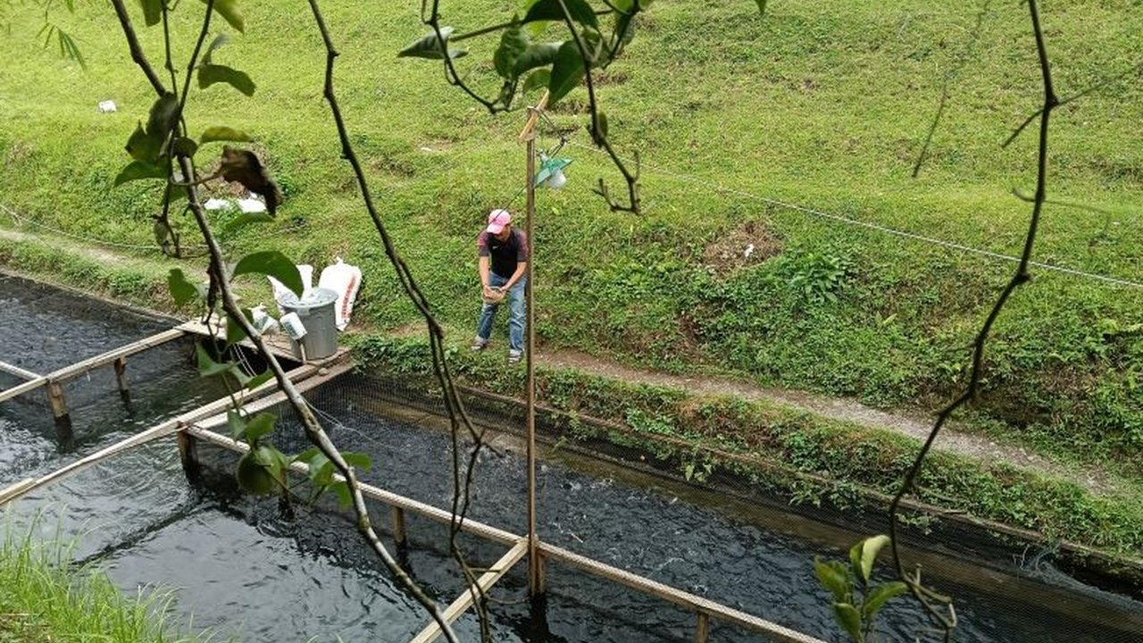 Pasaman Barat Tingkatkan Produksi Benih Ikan Lewat Rehabilitasi BBI